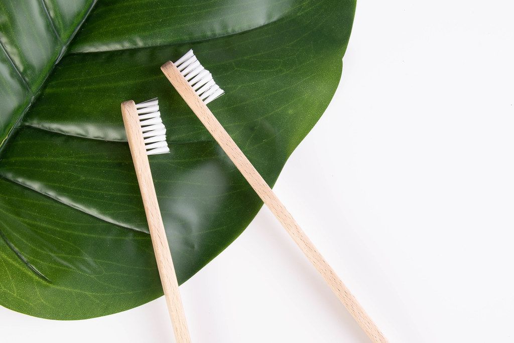 two toothbrushes on a leaf